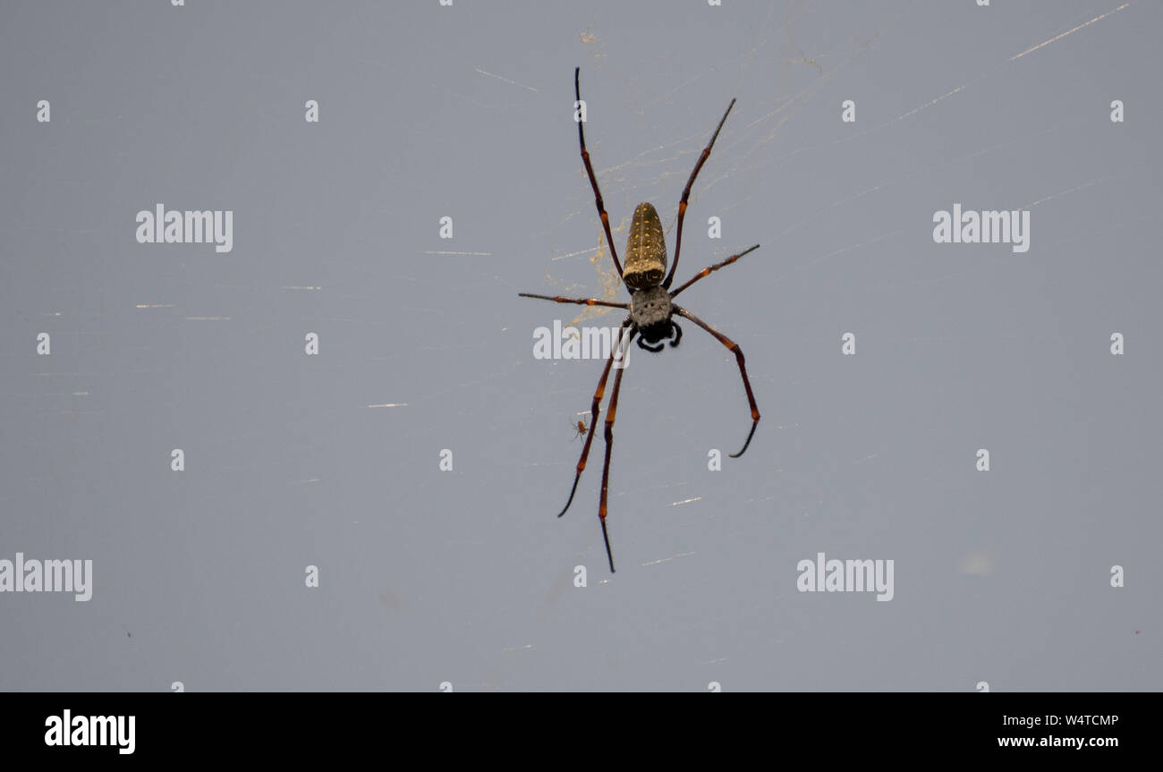 Golden Orb Weaver Spider Stockfoto