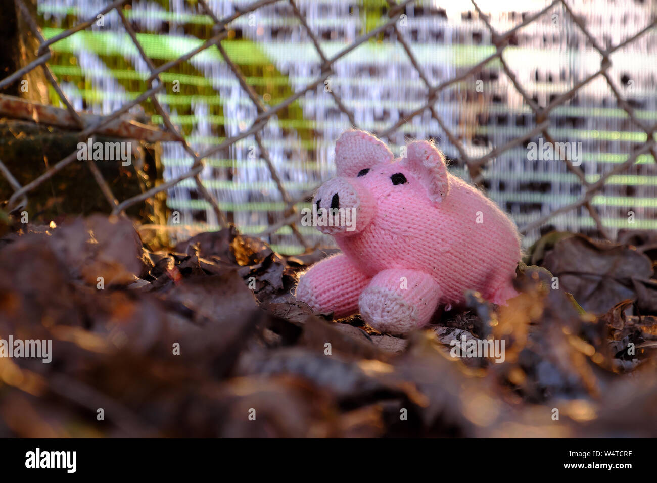 Nahaufnahme von kammgarn Pink Pig stand auf fallende Blätter mit Zaun netz Hintergrund und unscharfen Vordergrund bei Sonnenuntergang Licht Stockfoto