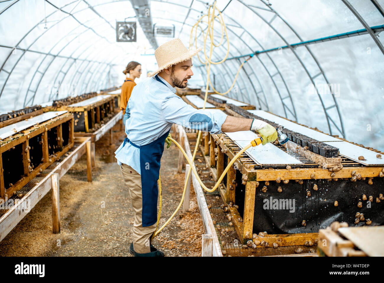 Der Mann und die Frau arbeiten im Gewächshaus auf einem Bauernhof für wachsende Schnecken, Regale mit Wasserpistole. Konzept der Landwirtschaft Schnecken für Essen Stockfoto