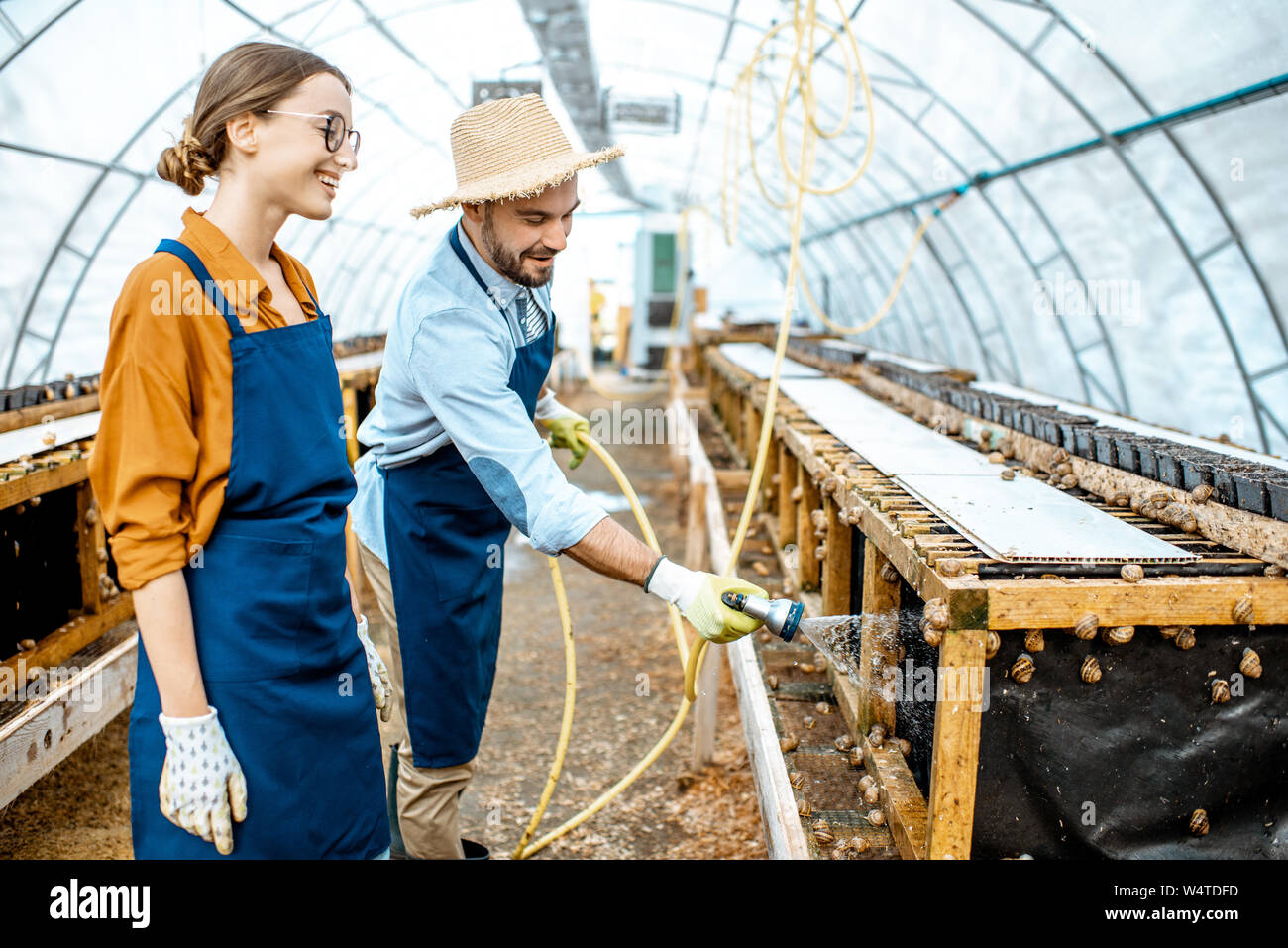 Der Mann und die Frau arbeiten im Gewächshaus auf einem Bauernhof für wachsende Schnecken, Regale mit Wasserpistole. Konzept der Landwirtschaft Schnecken für Essen Stockfoto