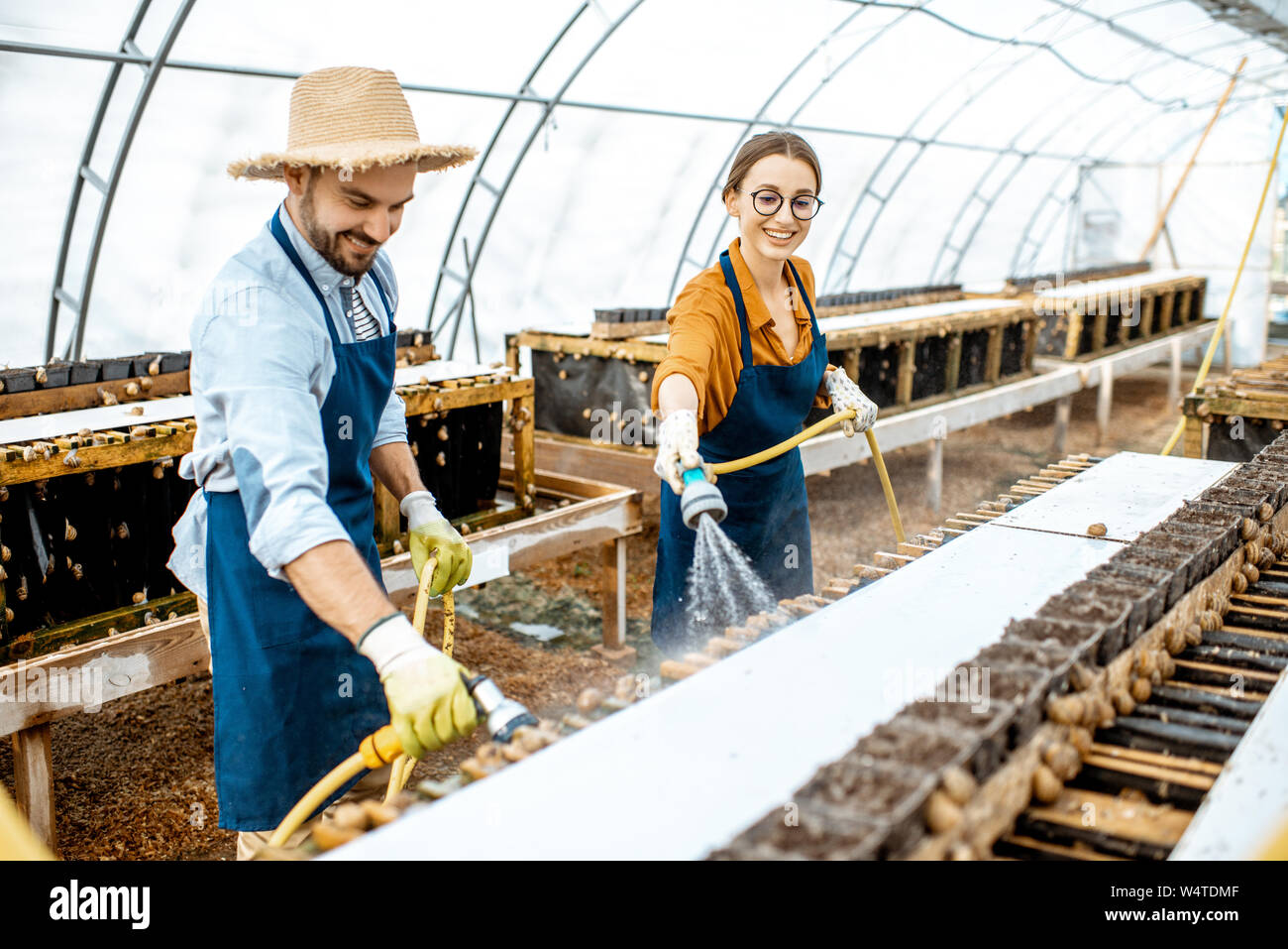 Der Mann und die Frau arbeiten im Gewächshaus auf einem Bauernhof für wachsende Schnecken, Regale mit Wasserpistole. Konzept der Landwirtschaft Schnecken für Essen Stockfoto