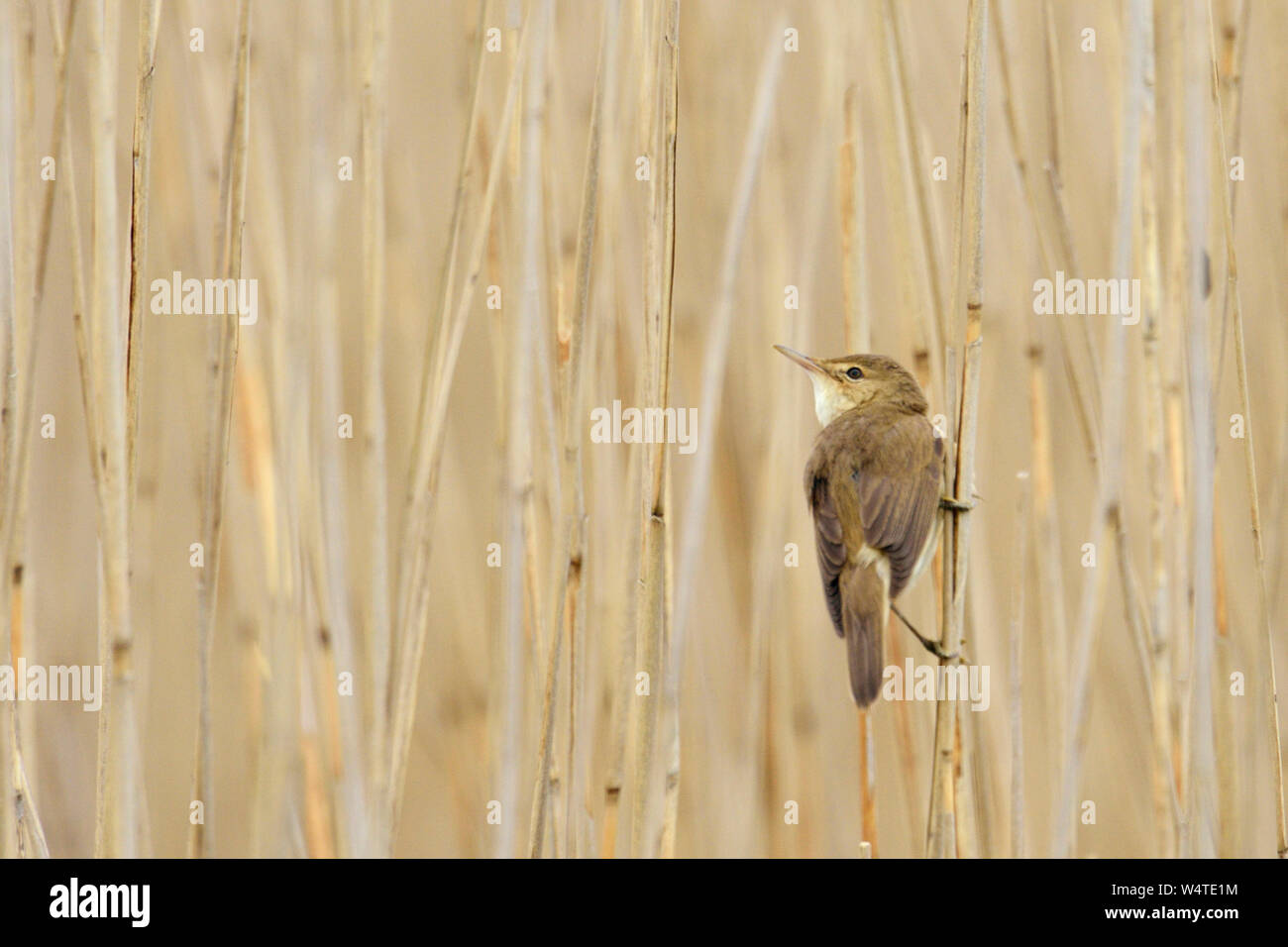 Schilfrohrsänger (Acrocephalus schoenobaenus) auf ein Rohr Stammzellen gehockt, Schilfrohr, typischen kleinen Wetland Bird, Wild, Europa. Stockfoto