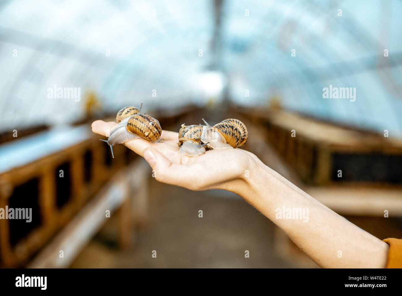 Close-up von Schnecken auf die Frauen Hand in das Gewächshaus einer Farm für wachsende Schnecken Stockfoto