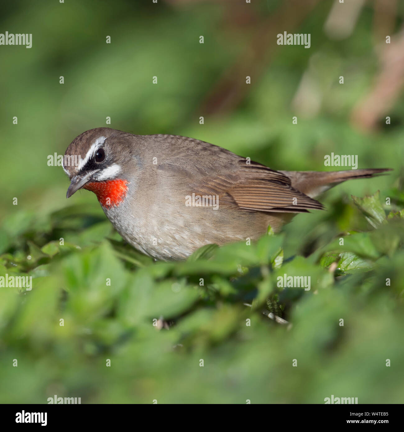 Sibirische Rubythroat/Rubinkehlchen (Luscinia Calliope), männlicher Vogel sitzt auf dem Boden, auf der Suche nach Nahrung im Unterholz, Hoogwoud, Netherlan Stockfoto