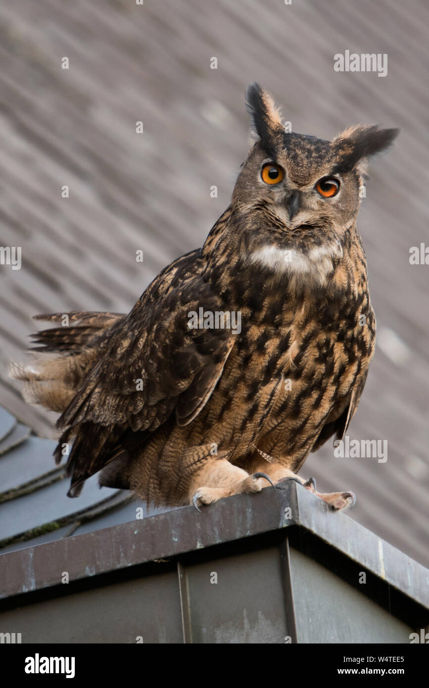 Uhu/Europäischer Uhu (Bubo bubo) erwachsenen Mann, sitzend, thront, umwerben auf einem Dach, alte Kirche, neugierig, sieht lustig, wildli Stockfoto