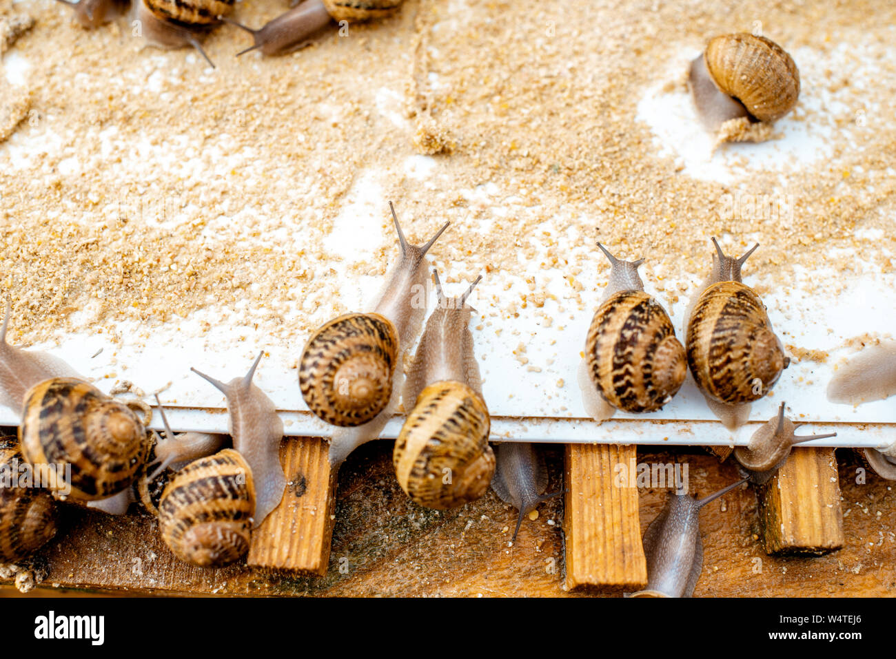 Viele Schnecken auf einem speziellen Regalen mit Futter auf einem Bauernhof für Schnecken wachsen, Nahaufnahme Stockfoto