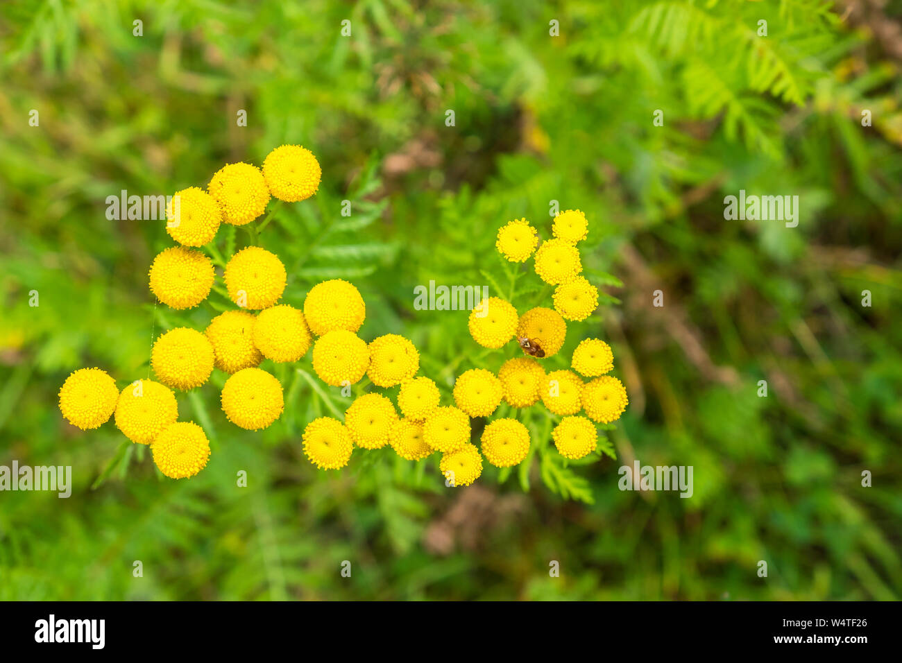 Rainfarn Blüten auf einer Wiese mit einem Fehler Stockfoto
