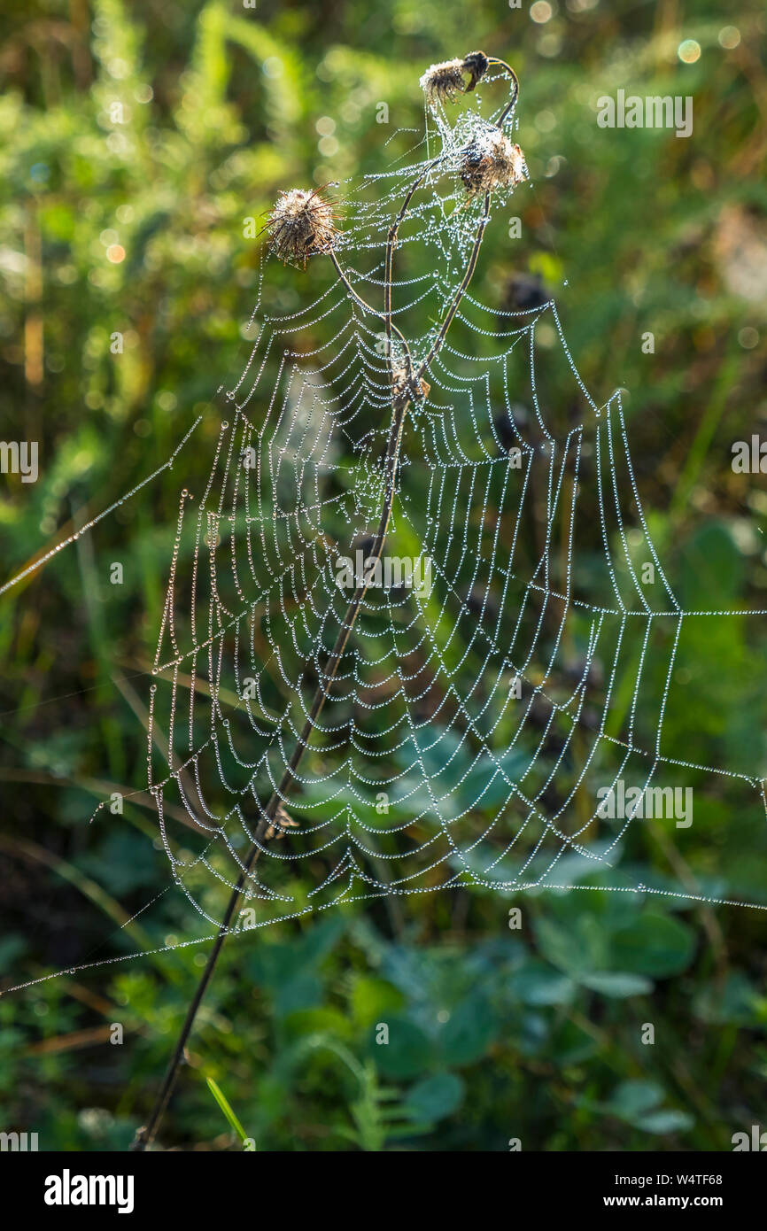 Licht auf Spinnennetz mit Morgentau Stockfoto