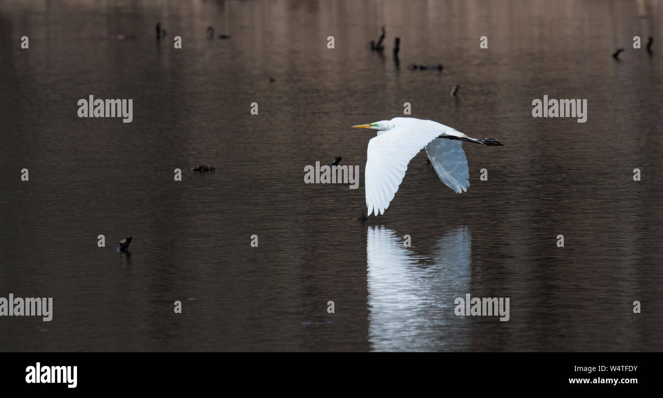 Ein Reiher hebt ab von einem See. Seine weißen Flügel spiegeln sich in den dunklen plätschernden Gewässern. Stockfoto