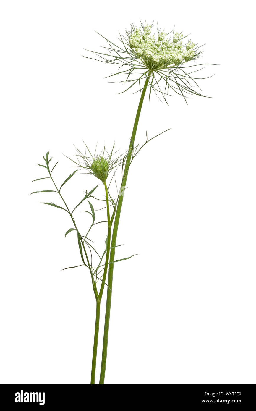 In der Blüte der Königin Annes wildflower auf einem weißen Hintergrund. Stockfoto