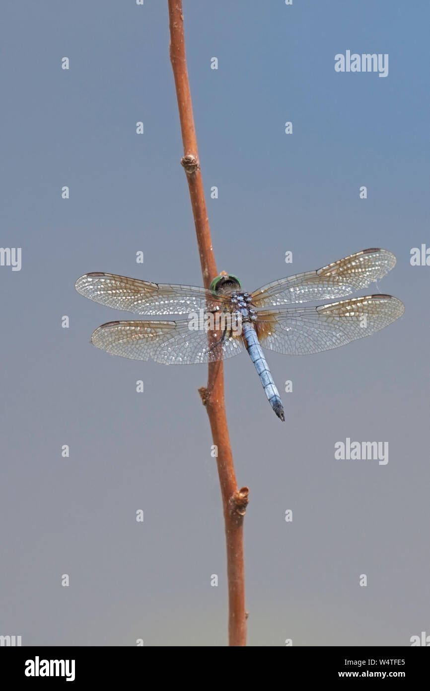Eine lebendige blau Bauch, metallisch grünen Augen und braun getönte Flügeln ein Blue dasher Dragonfly definieren. Es beruht auf einem Zweig in der geöffneten blauen Himmel. Stockfoto