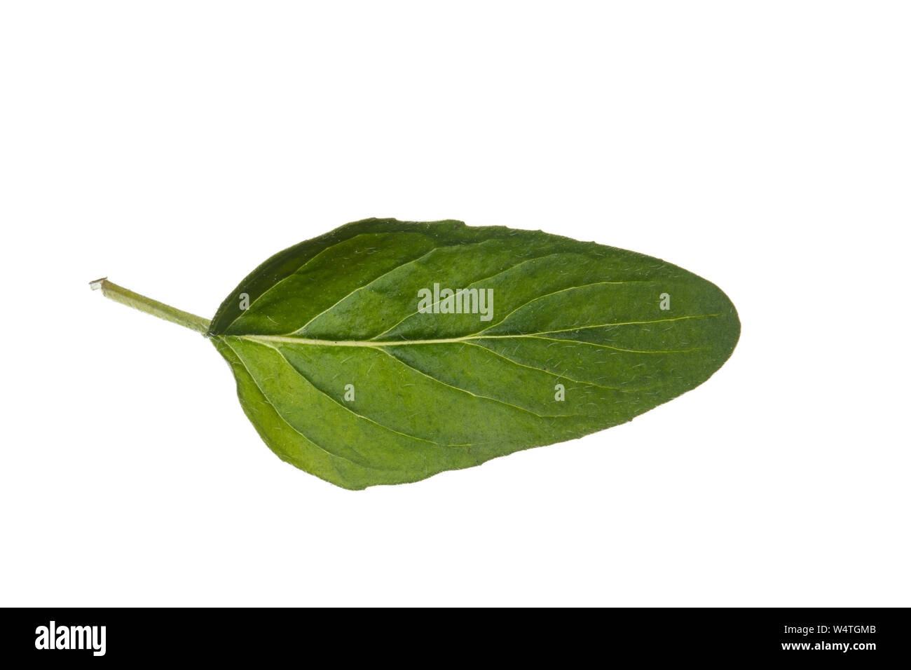 Wilder Dost, Echter Dost, Gemeiner Dost, Origanum vulgare, Oregano, Oreganum, Wilder Majoran, L'Origan ou Origan commun, marjolaine Sauvage, marjolaine Stockfoto