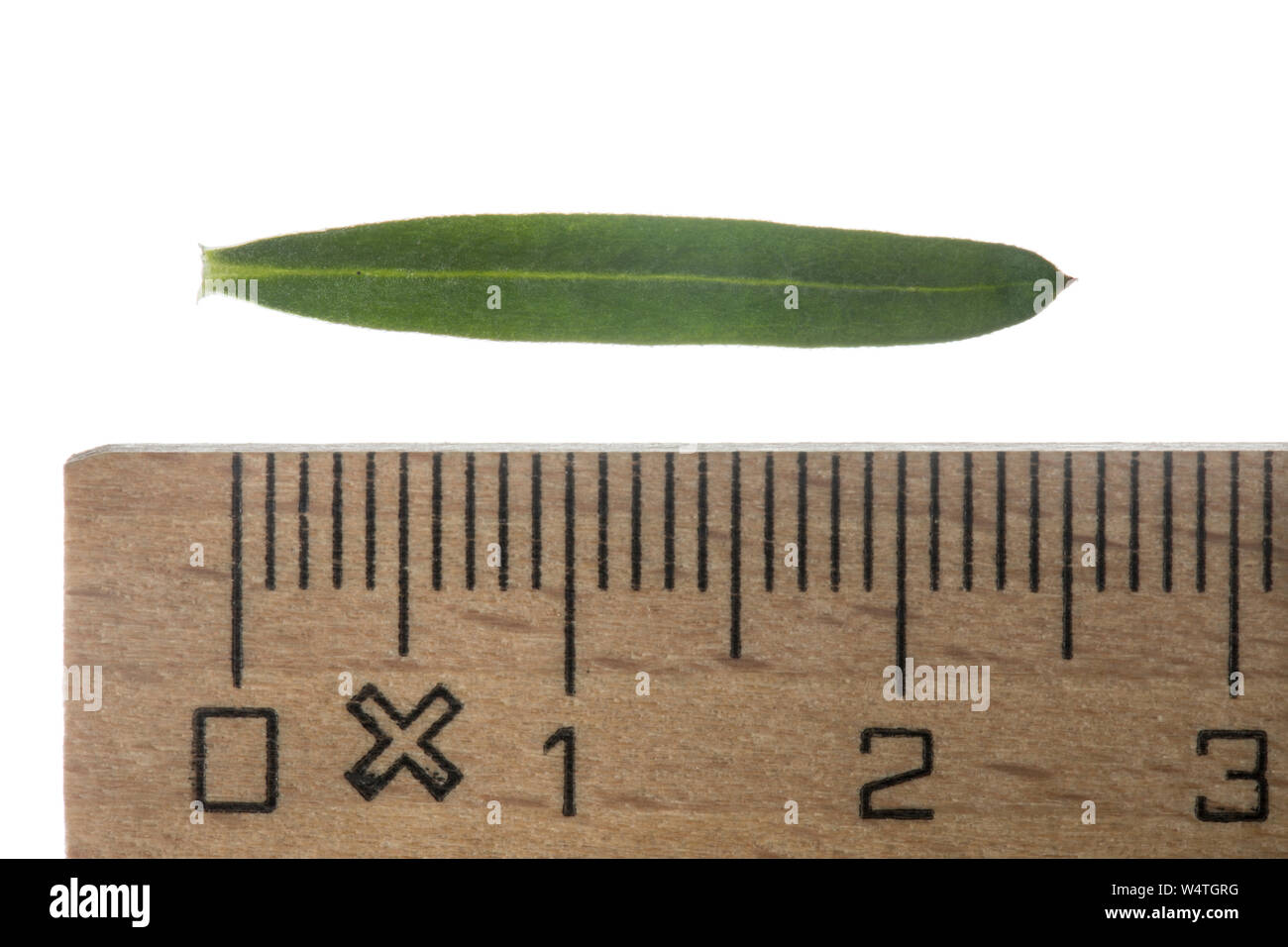 Wiesen-Labkraut, Kleinblütiges Wiesen-Labkraut, Wiesenlabkraut, Gemeines Labkraut, Klein-Wiesen - Labkraut, Galium mollugo, Hedge bedstraw, falsche Baby Stockfoto