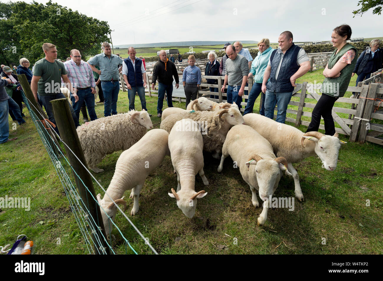 Whitefaced Woodland Schafe beurteilt werden: Harden Moss Sheepdog Trials und Schaf Show, Holmfirth, West Yorkshire, 23. Juni 2019 Stockfoto