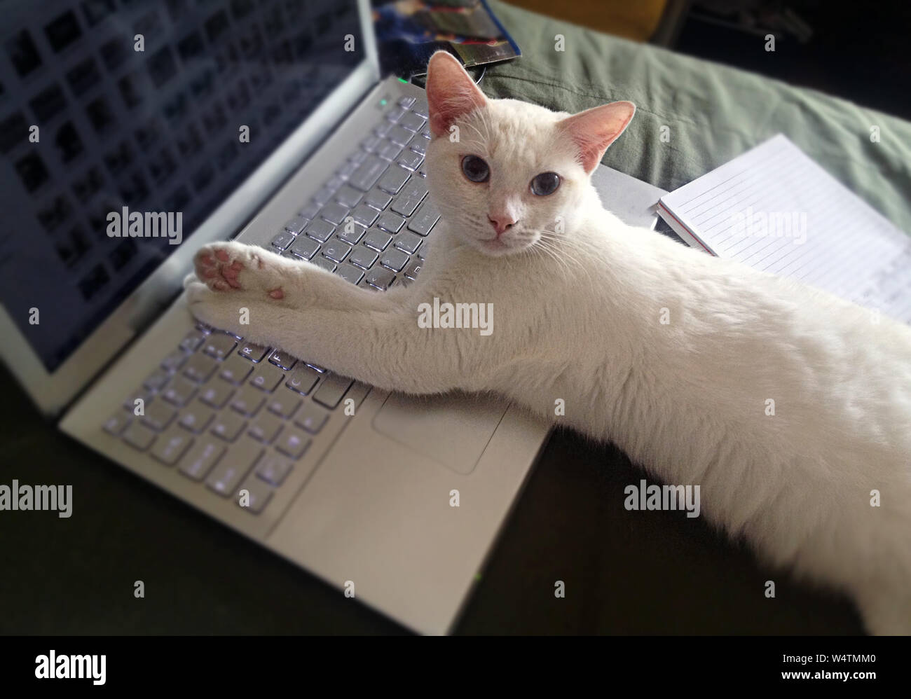 Weiße Katze auf einem laptop Stockfoto