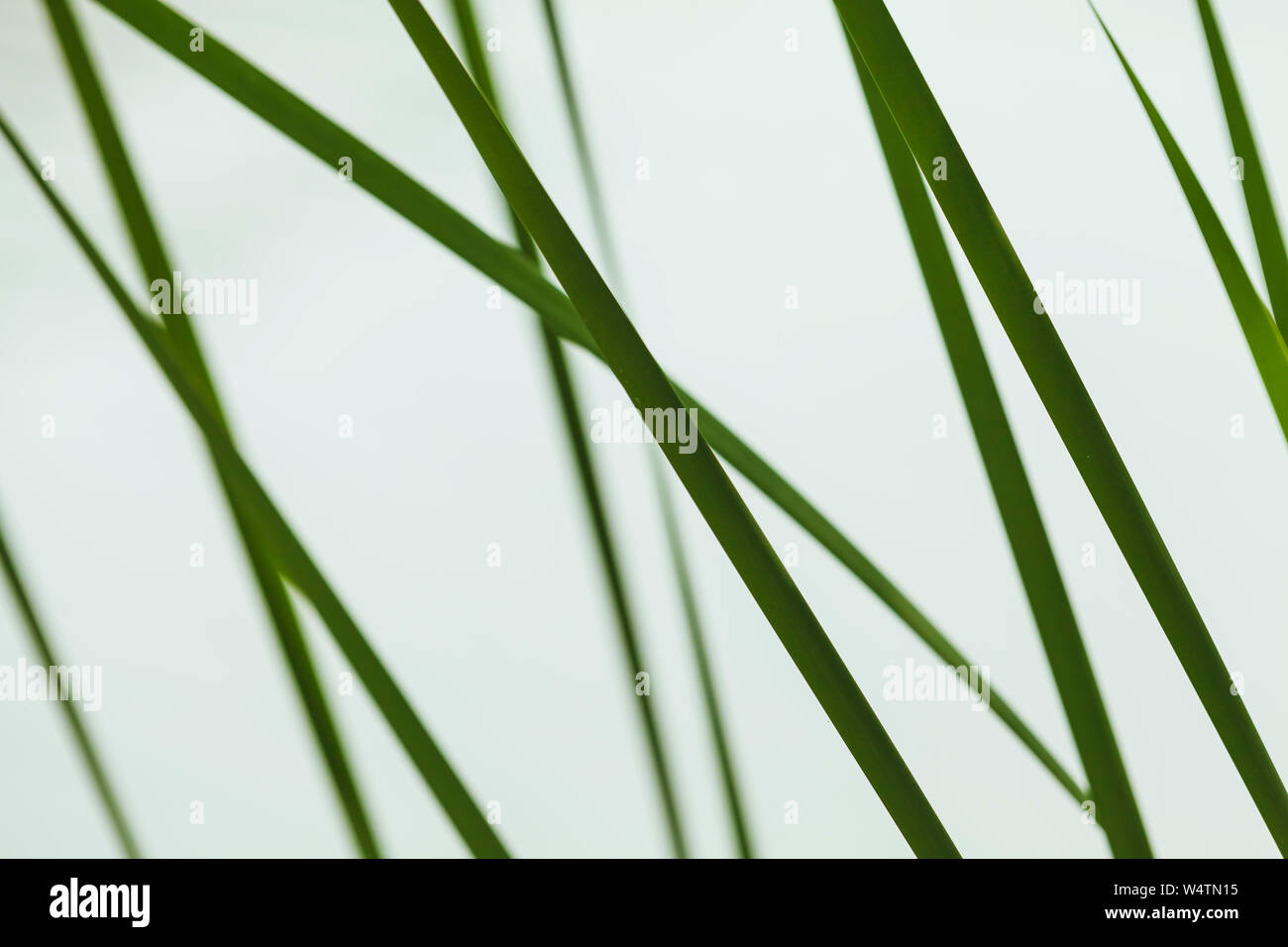 Abstrakte Natur Foto Hintergrund mit grünen Reed Blätter Stockfoto