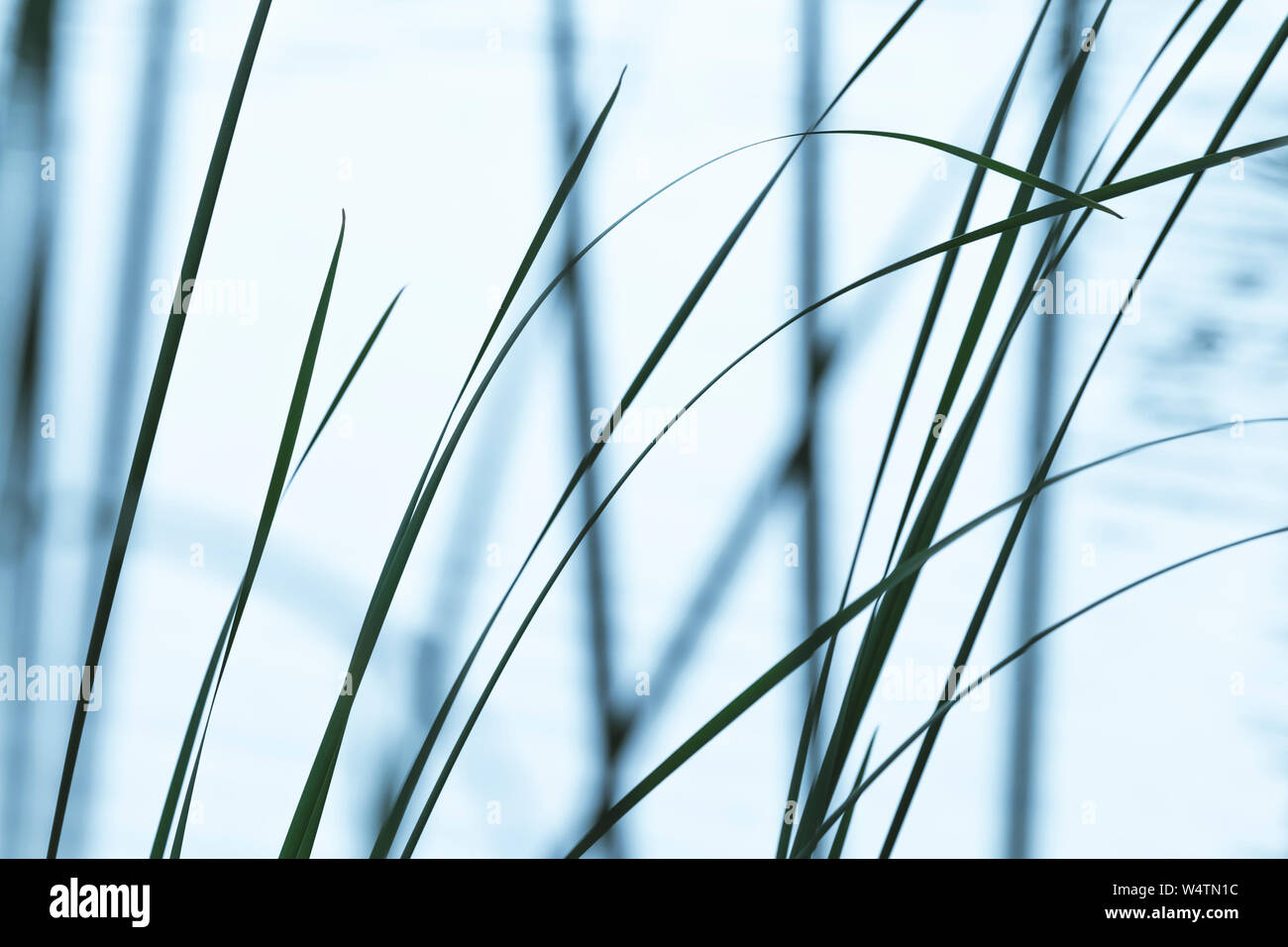 Abstrakte Natur Foto mit Küsten reed Blätter über verschwommenes Blue Lake Hintergrund Stockfoto