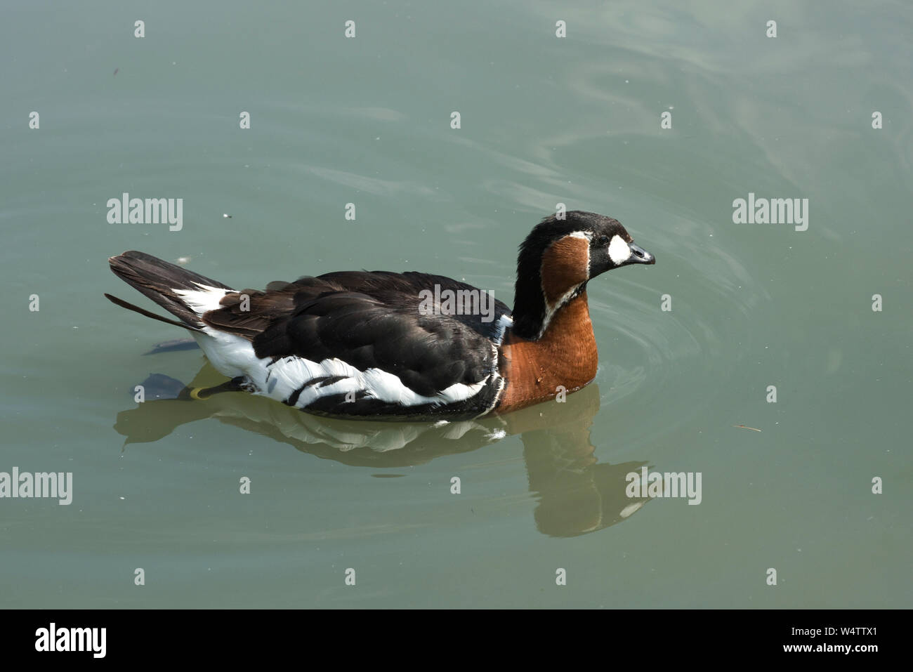 Bunte rote breasted Goose (Branta ruficollis) am See stehen in Arundel Wetland Centre, Juli Stockfoto