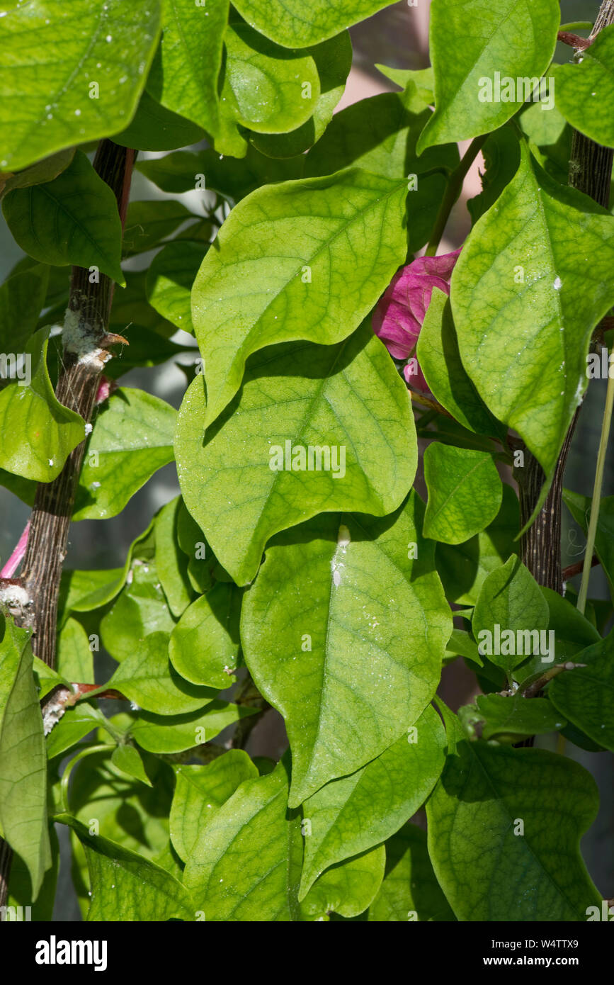 Symptome des Eisenmangels auf ein Wintergarten angebaut Bougainvillea Pflanze, leichte Welke Stellen zwischen den chlorose auf eine blühende Pflanze Stockfoto