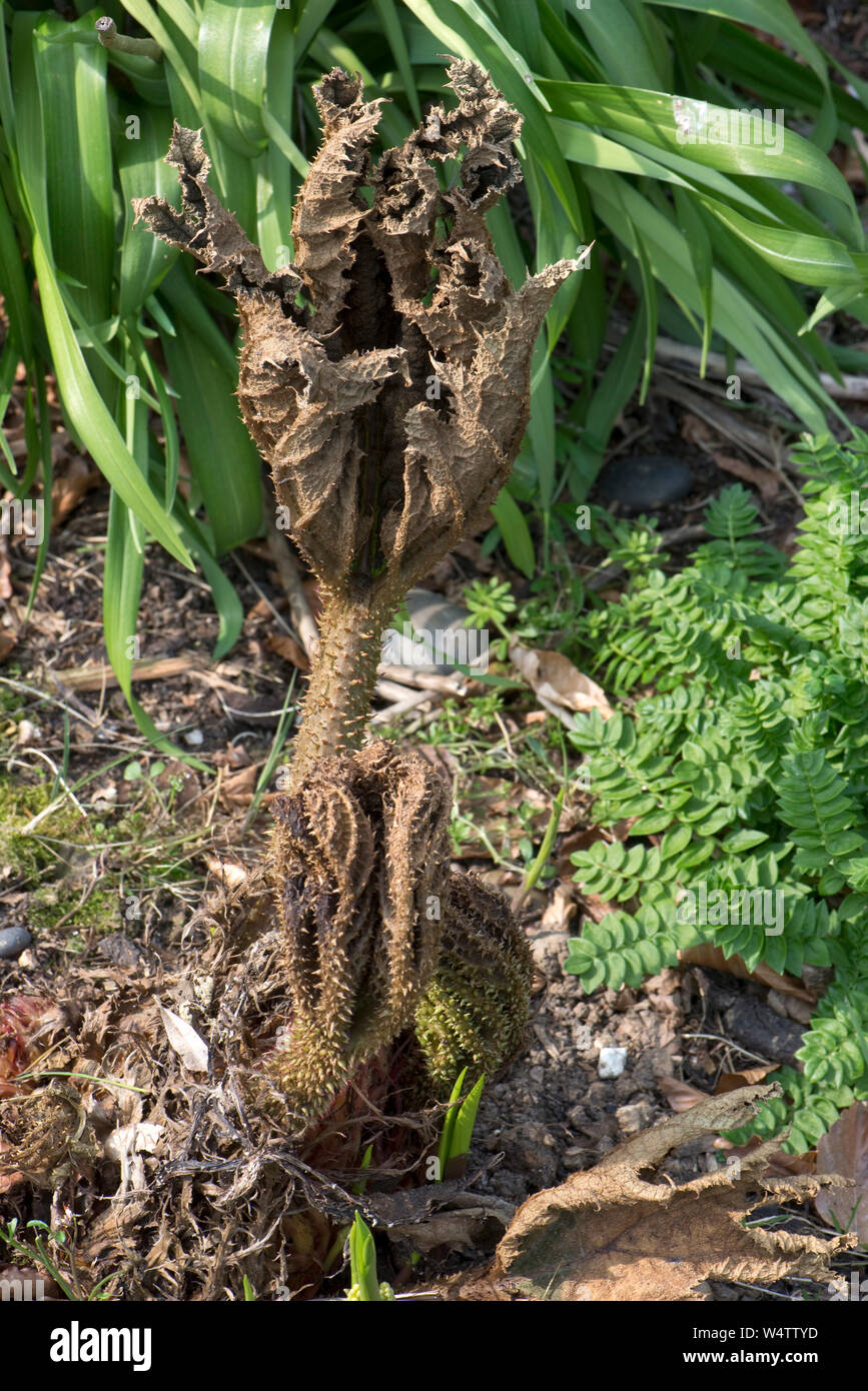 Tot braun Schießen auf neues Wachstum der Gunnera manicata Pflanze im Frühjahr durch eine schwere späten Frost. Berkshire, April Stockfoto