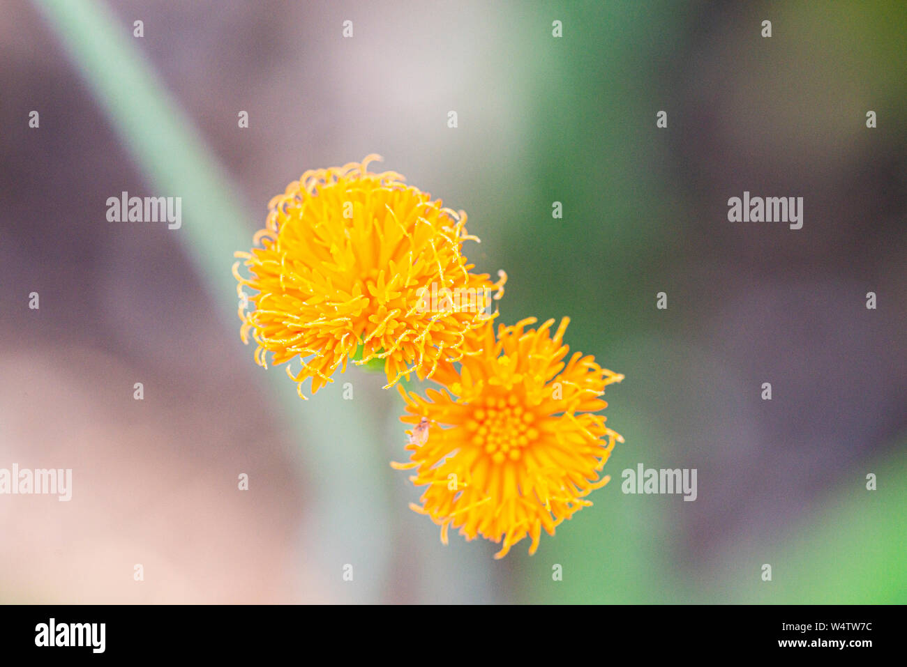 Die Blumen einer Quaste Blume (Emilia coccinea) Stockfoto