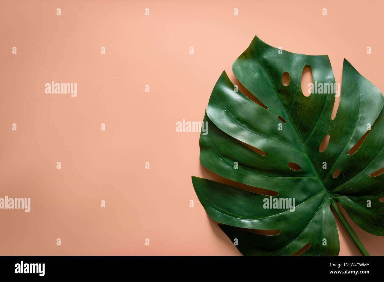 Grüne tropische Blätter monstera auf orange Pastell Hintergrund mit Kopie Raum. Flach, Ansicht von oben Stockfoto
