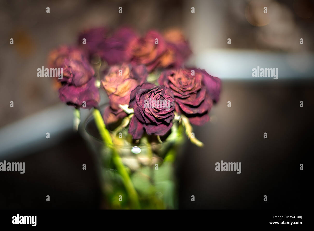 Getrocknete Blumen detaillierte Makroaufnahmen. Als Dekoration für Innen- und Web-design. Dunkle Bukett von getrockneten Rosen. Getrocknete Rosen im Blitzlicht. Stockfoto