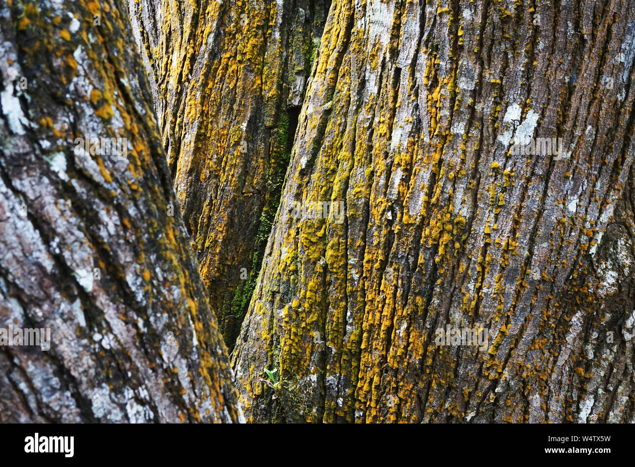 Baumrinde Textur mit Detail von Moss. Holz strukturierten Hintergrund mit grünem Moos. Stockfoto