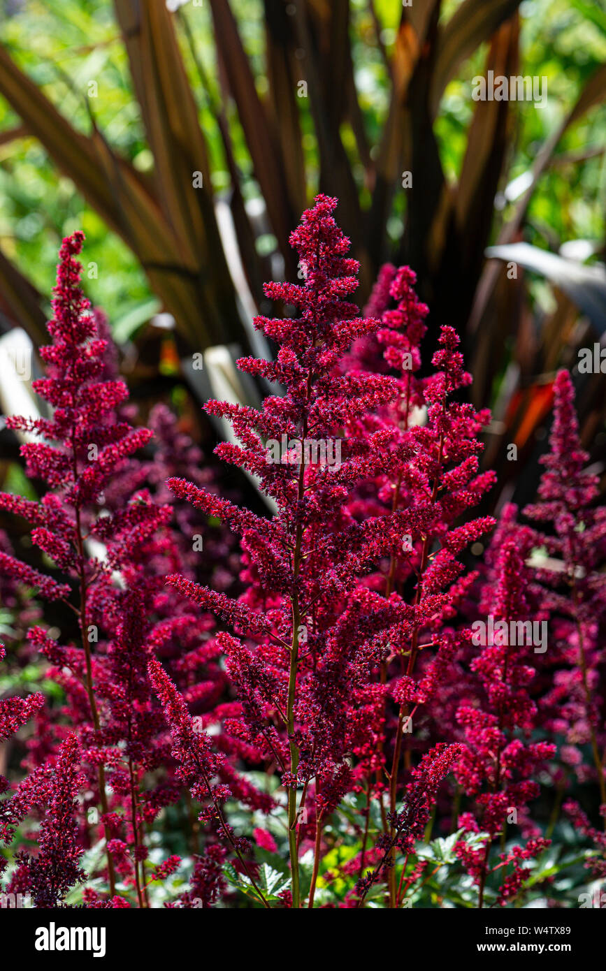 Die Blumen von einem roten Astilbe Stockfoto