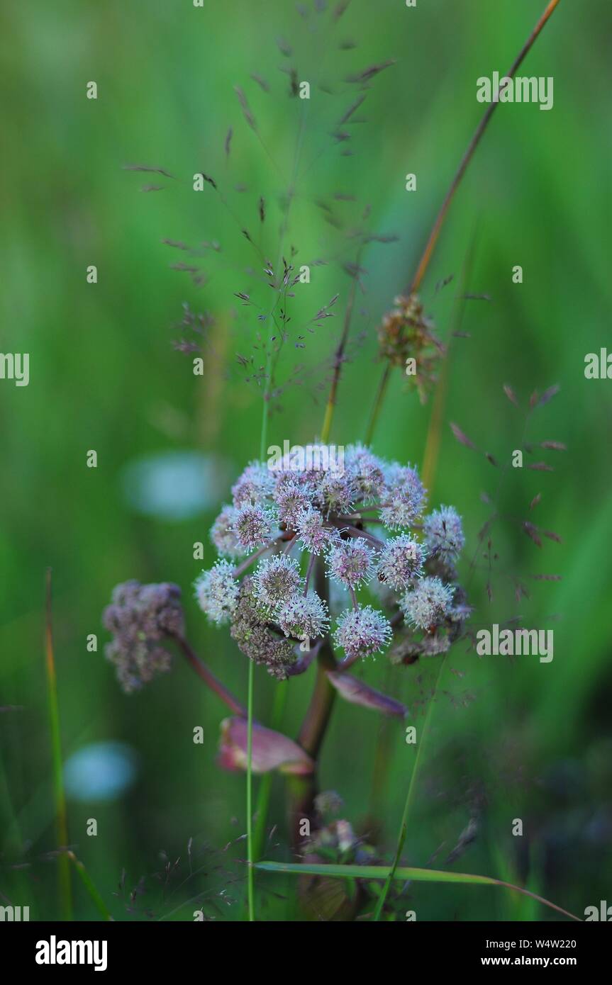 Weißer Schirm Anlage in einem Dickicht von Gras Stockfoto