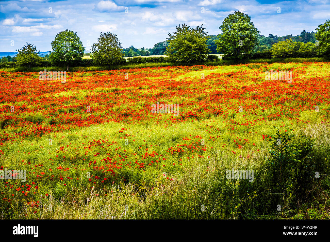 Ein Feld von Roter Mohn (Papaver rhoeas) im Sommer Landschaft in Oxfordshire. Stockfoto