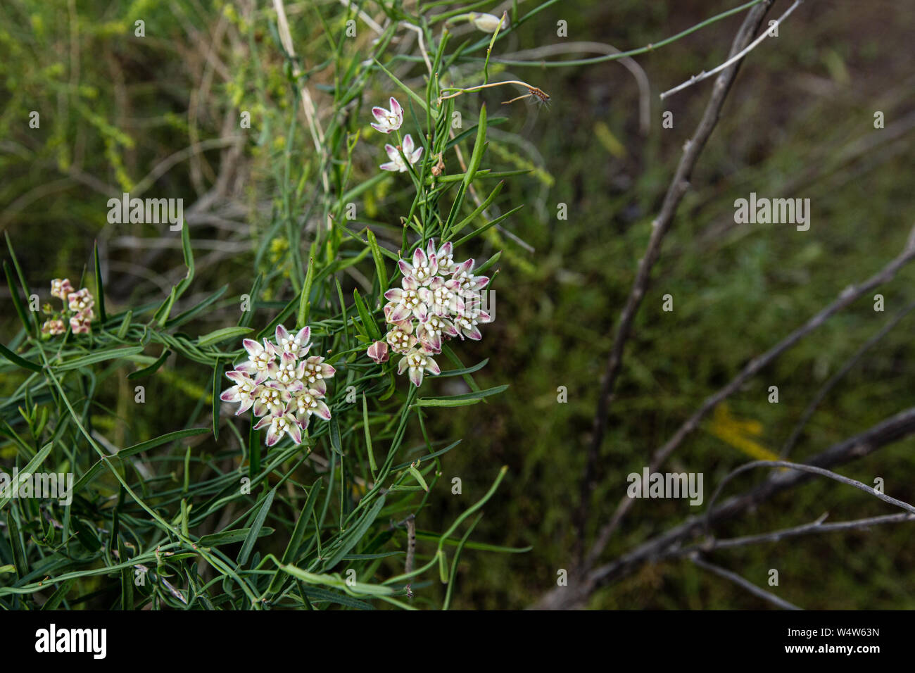 Texanische Einheimische Pflanze Stockfotos und -bilder Kaufen - Alamy