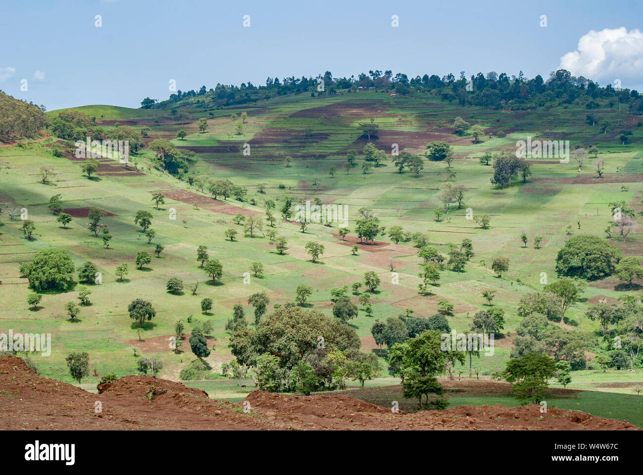 Landschaft in der Nähe von Bure, Illubabor, Äthiopien, Auswirkungen der Landwirtschaft auf die Umwelt durch die Bevölkerung umgesiedelt nach 1984 Hungersnot. Stockfoto
