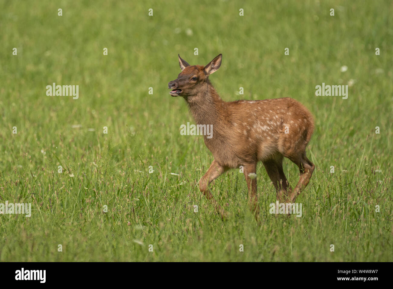 Rocky Mountain Elk Stockfoto