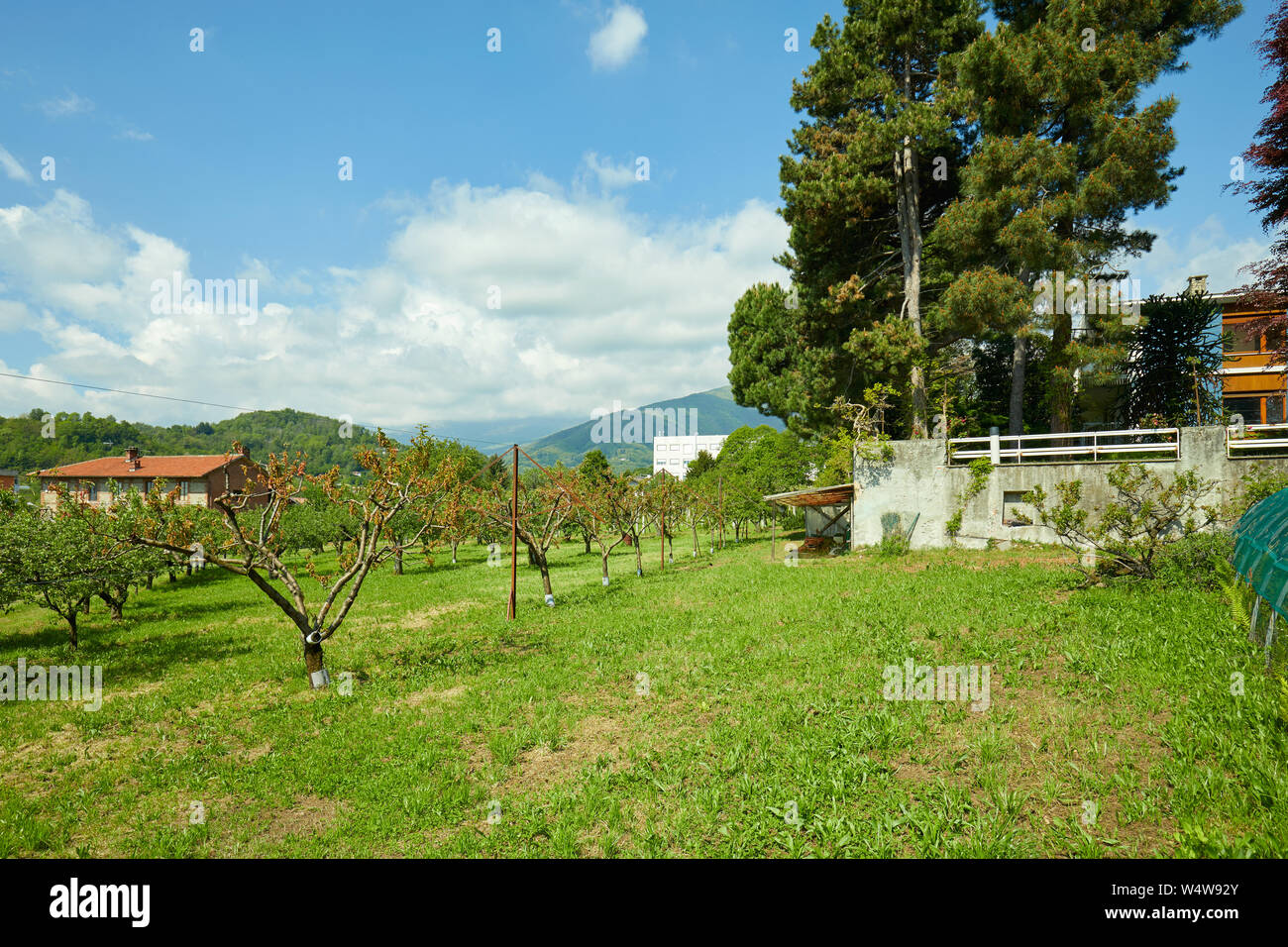 Orchard und Pinien an einem sonnigen Sommertag, Italien Stockfoto