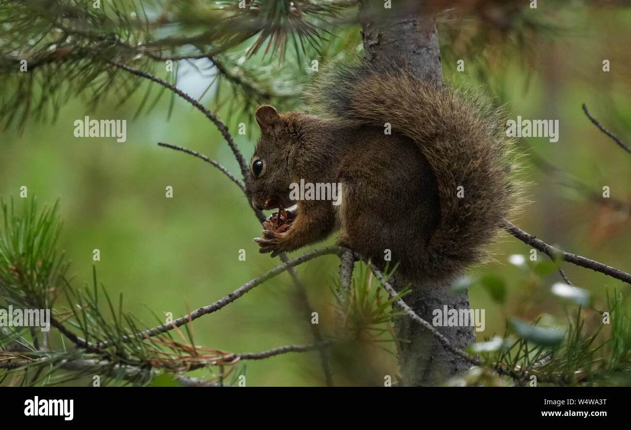 Ein Berg Eichhörnchen snacking hoch in einer Kiefer. Stockfoto