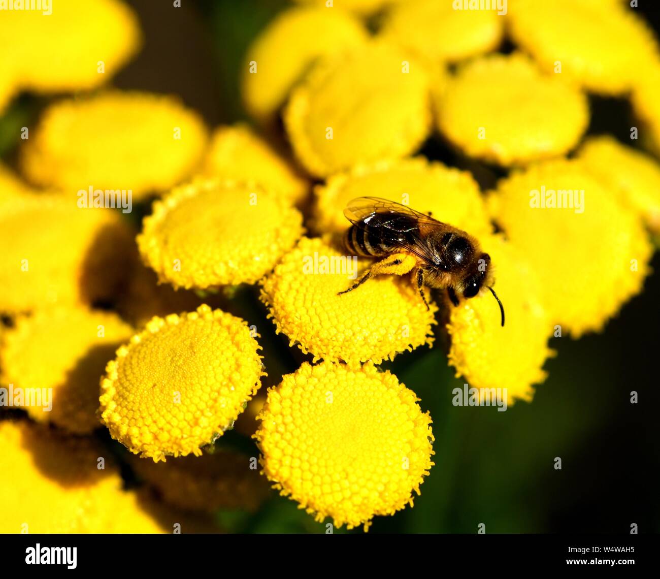 Nahaufnahme des Hover Fütterung auf gelbe Blume Staats Tansy Fliegen. Stockfoto
