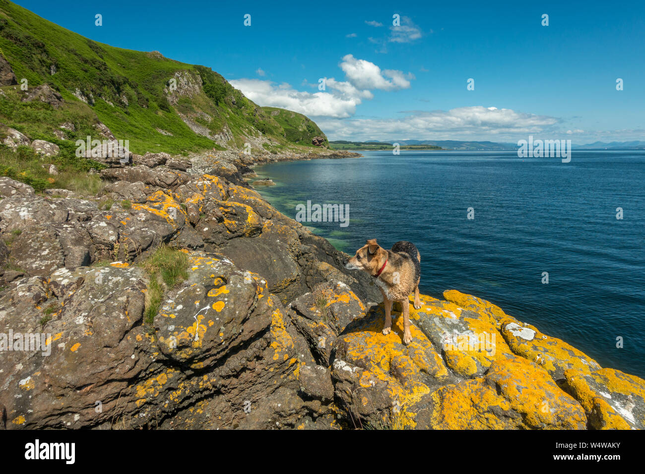 Nasser Hund genießt eine Küste entlang am schönen Kilchattan Bay, Isle of Bute, Schottland Stockfoto