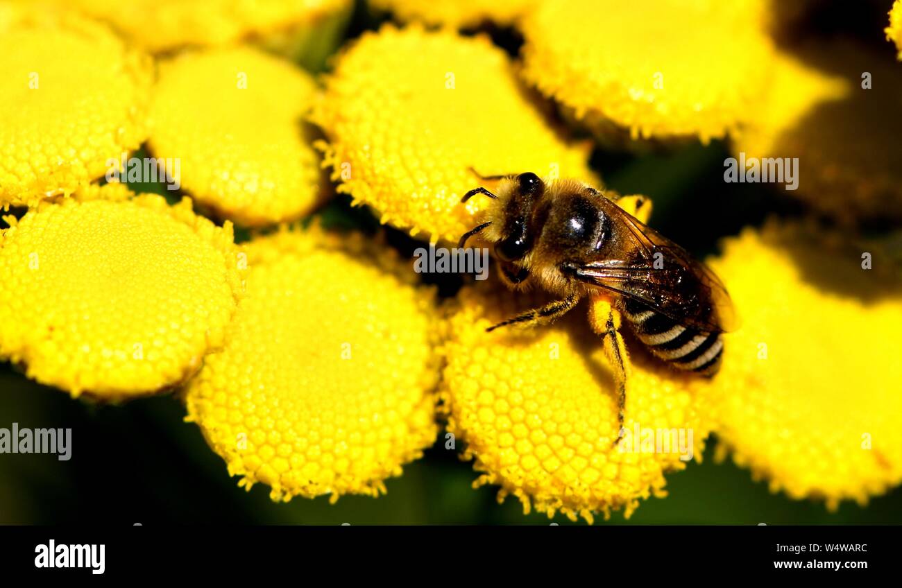 Nahaufnahme des Hover Fütterung auf gelbe Blume Staats Tansy Fliegen. Stockfoto