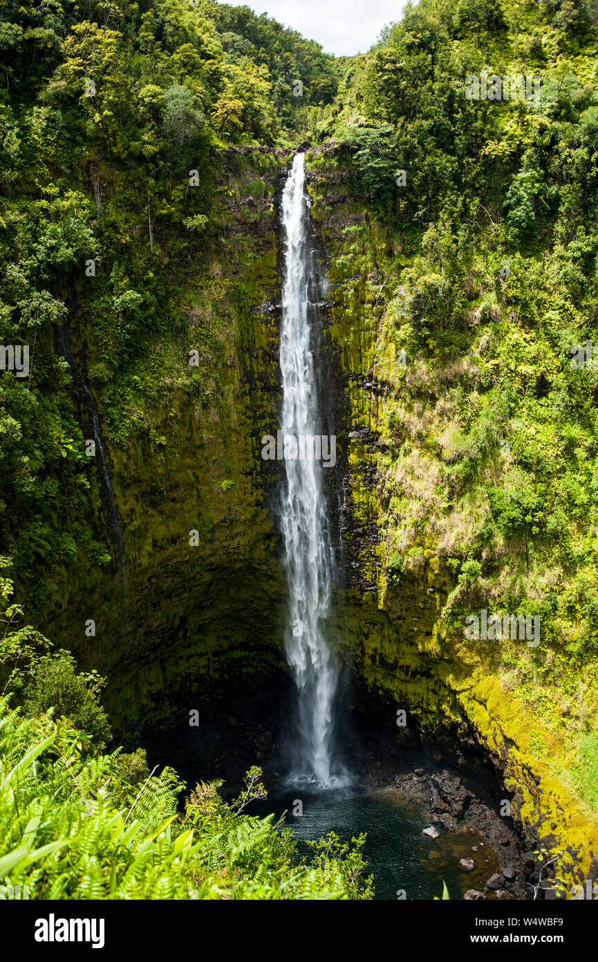 Wasserfall in einem üppigen Wald auf der grossen Insel von Hawaii Stockfoto