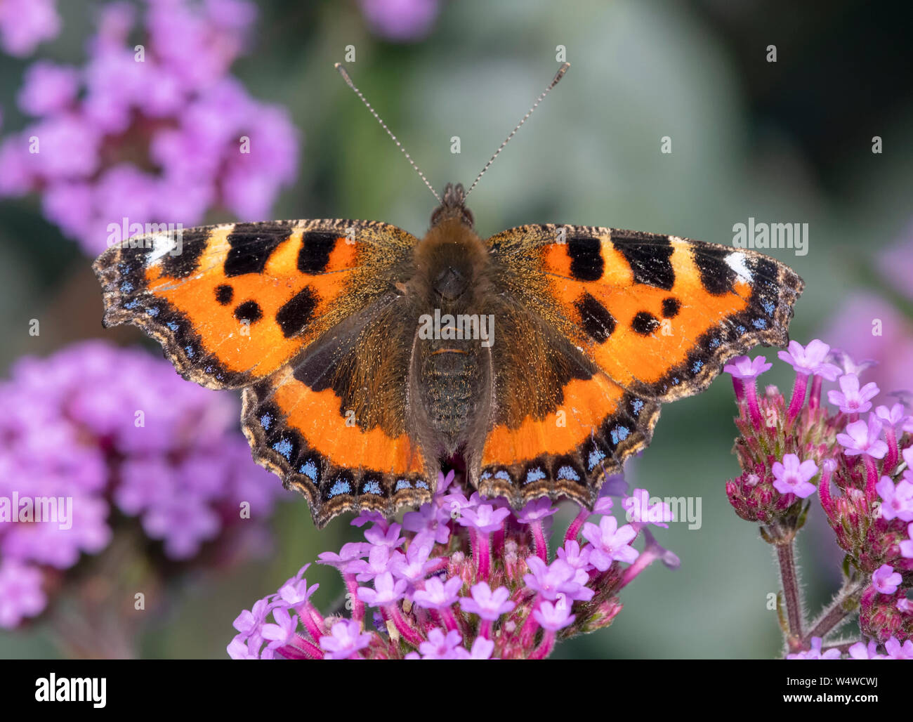 Ein schönes frisch aufgetaucht Schmetterling kleiner Fuchs (Nymphalis urticae) auf einem eisenkraut Blüte absorbiert die Wärme von der Sonne, wie Sie Feeds ruht Stockfoto