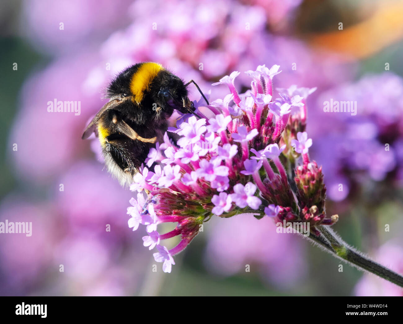 Weißschwanzbumblebee, (Bombus lucorum), beschäftigt Bestäubung einer lila Verbena Blume Stockfoto