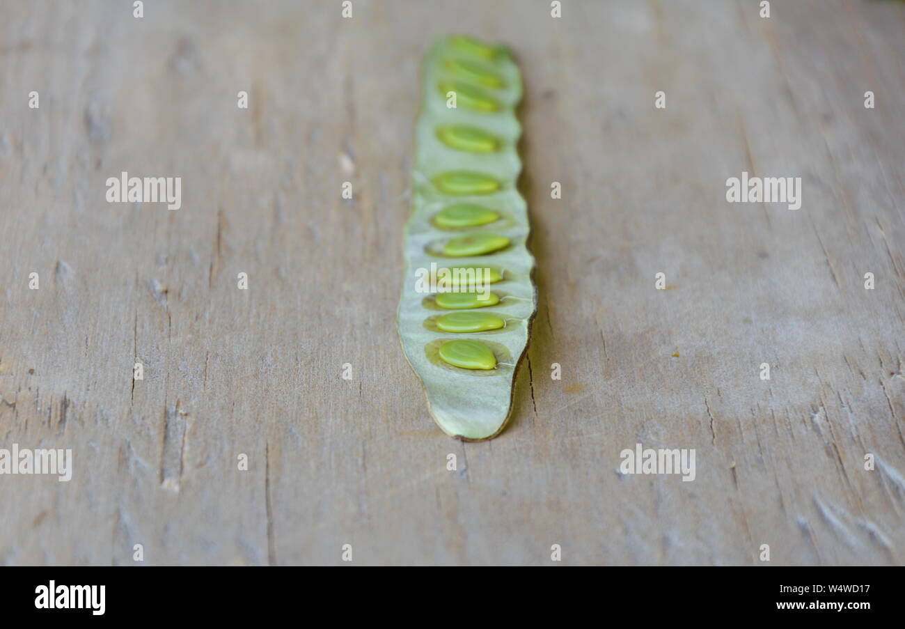 Frische acacia auf Holzbrett Stockfoto