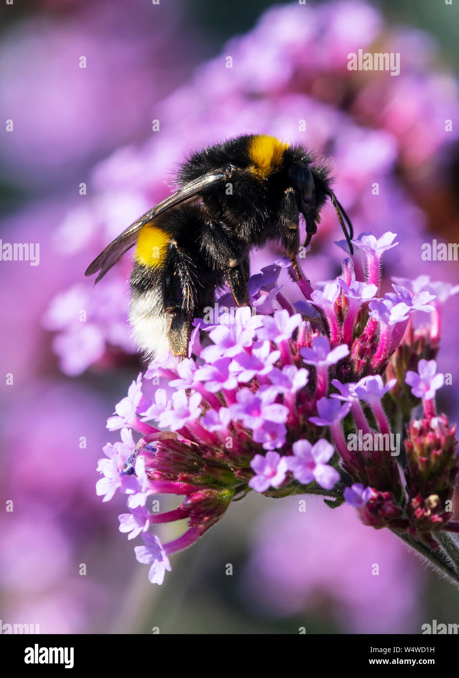 Weißschwanzbumblebee, (Bombus lucorum), beschäftigt Bestäubung einer lila Verbena Blume Stockfoto