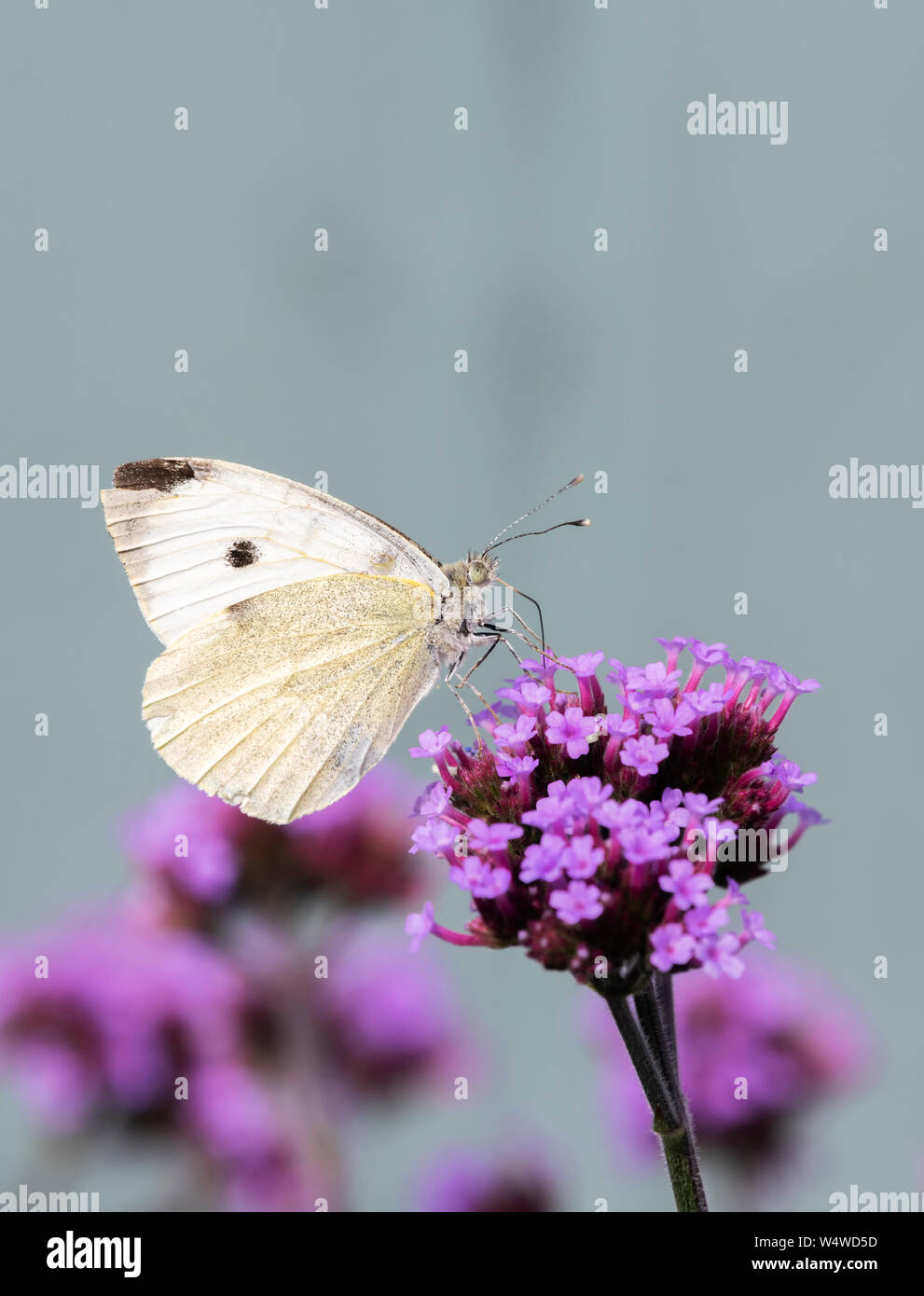 Seitenansicht eines Großen weißen Schmetterling (Pieris brassicae) mit Rüssel wie Sonden tief in eine Eisenkraut Blume Stockfoto