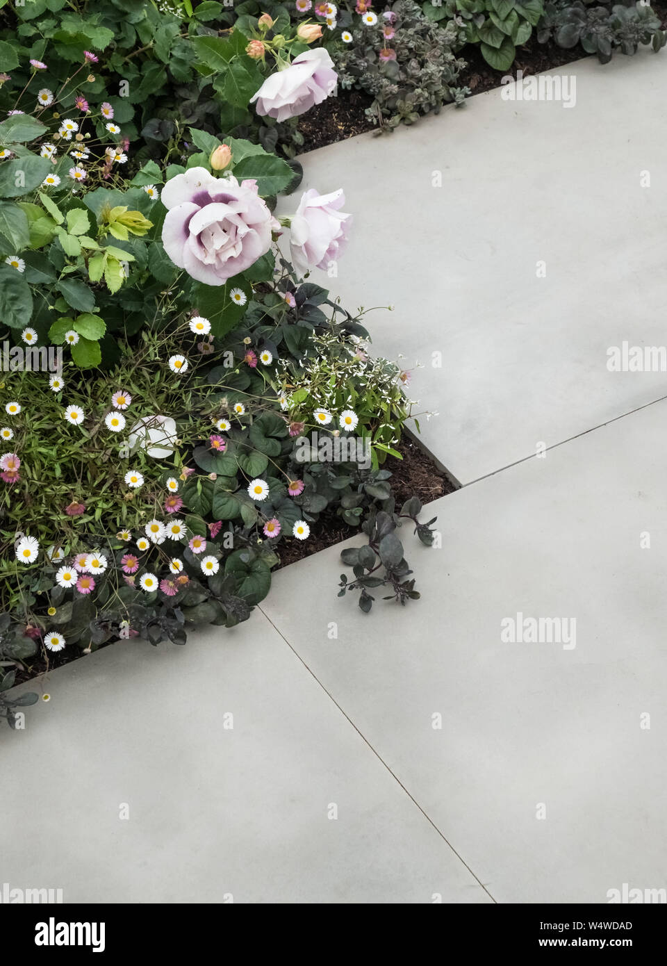 Mischung aus Sommer Pflanzen neben Kanten der Pflasterung Steinplatten, Juli, England, UK wachsende Stockfoto