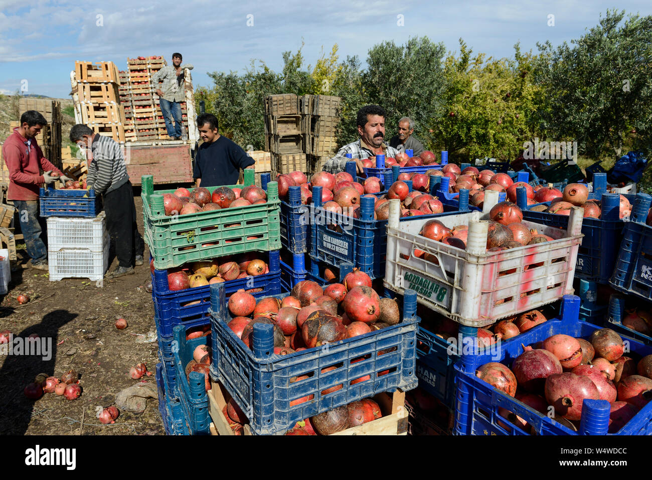 Türkei, Antakya, Landwirt Ernte Granatapfel in der Nähe der syrischen Grenze auf der Farm/TUERKEI, Antakya, Bauern ernten Granatapfel Stockfoto