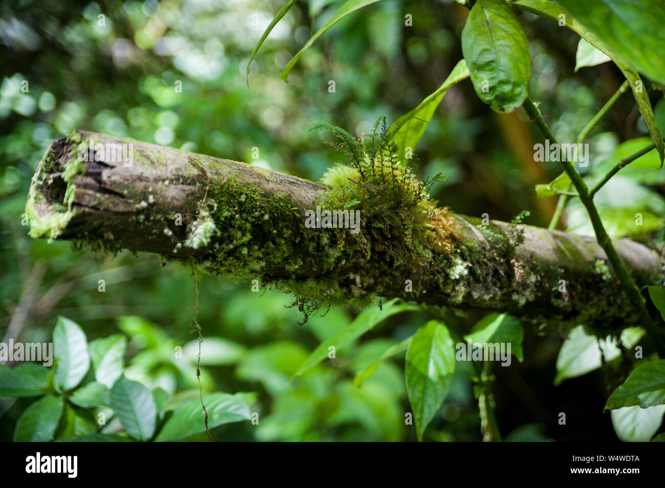 Pflanzen, die auf der tropischen Insel von Hawaii Stockfoto