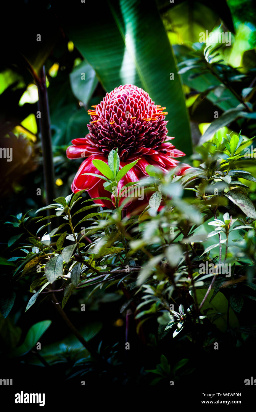 Pflanzen, die auf der tropischen Insel von Hawaii Stockfoto