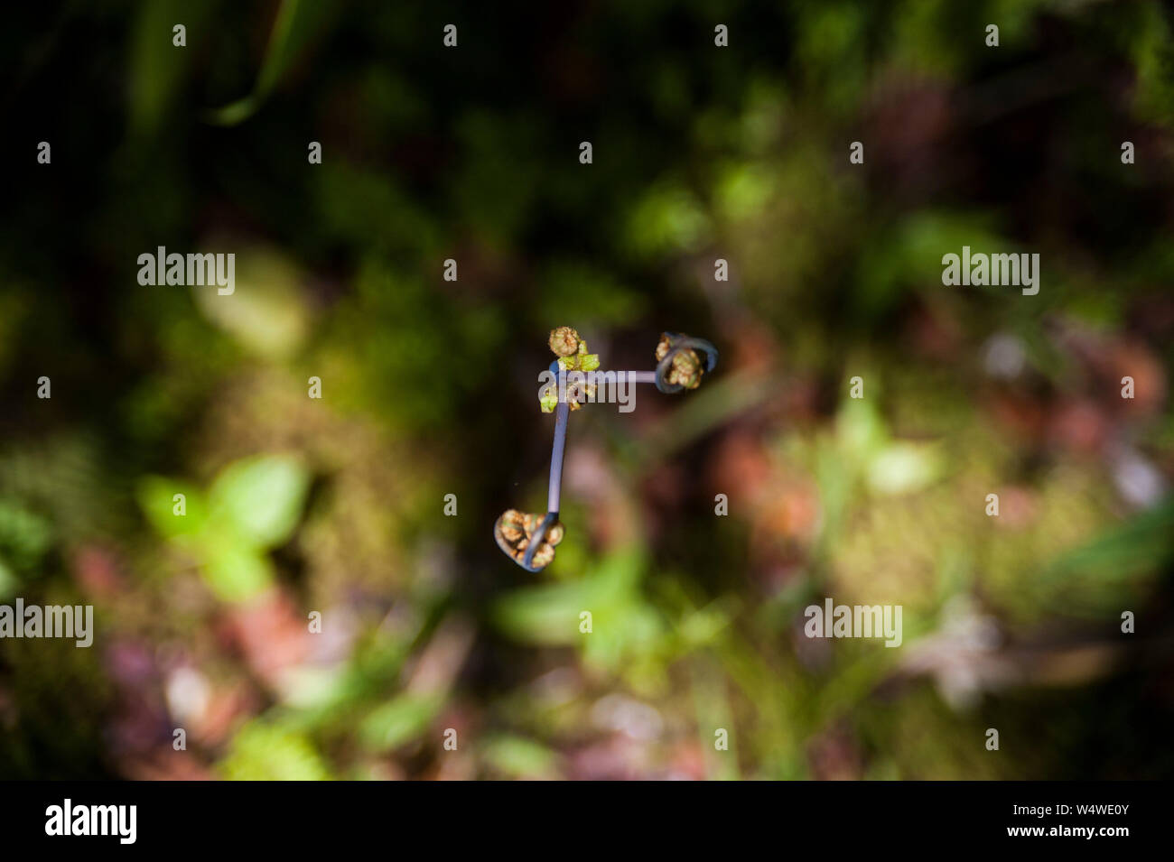 Pflanzen, die auf der tropischen Insel von Hawaii Stockfoto